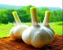 5.5cm Fresh Pure White Garilc( Mesh  Bag Packaging)