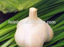 4.5-5.0cm natural jinxiang Garlic 8kg mesh bag