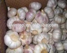 supply fresh chinese pure white garlic
