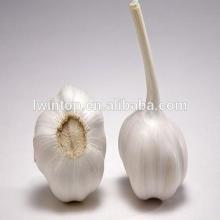 2014 chinese fresh pure white garlic