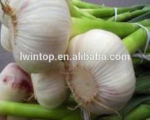 all year supply perfect chinese normal white garlic