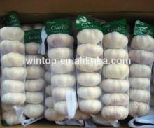 Selected Quality Fresh  Garlic  from factory supplier directly