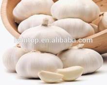 Fresh white garlic in agriculture/In cold storage