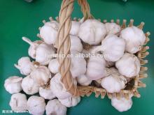 high quality China garlic supplier