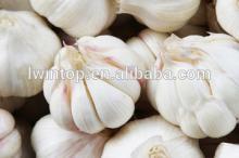 2014 Hot sale fresh garlic for market
