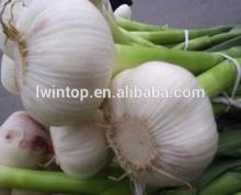 Good Taste Cheap  Price s!!  garlic  for world market