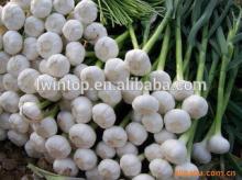 New Corp Natural Fresh Garlic For Price