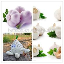 Natural Garlic peeling unpeeled fresh garlic import export wholesale