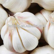 2014 fresh best quality pure white garlic