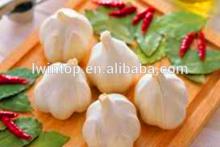 wholesale fresh natural natural garlic for  dubai 
