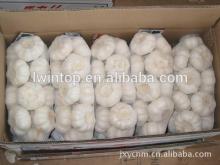 new crop natural  garlic   importers  and exporters