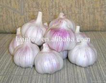 Natural garlic 2014 (in cold storage )