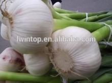 Shandong fresh white garlic,2014 new crop,hot sale