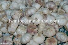 2013  new  crop  vacuum packed peeled  garlic  cloves