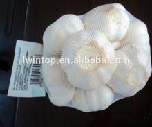 wholesale offer best quality fresh natural garlic