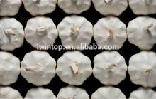fresh high quality natural garlic with low price / garlic granules / garlic bulbs