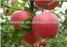 fresh fruits and vegetables