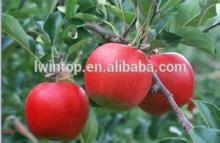 High Quality and Low Price Apple Fresh
