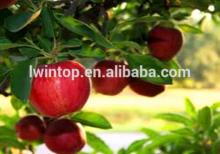 Chinese red delicious apple --- fresh huaniu apple