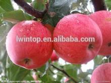  Fruit  season fresh apple  fruit  for sale