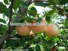 2014 new fresh Golden apple , green apple for sale
