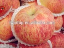 TOP SELLING!! Cheap Prices fresh chinese red delicious apple