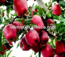 Offer chinese delicious fresh apple with low price &high quality