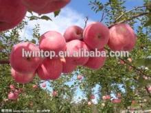 Fuji  Apple  / red  fuji  apple  /China  fresh  fuji appple