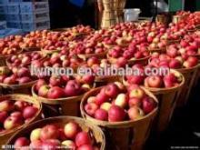 Supply good price qinguan apple /red delicious qinguan appple