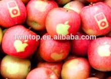 New crop China fresh green apple fruit export