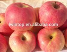 New Crop South African Fresh Fuji Apple