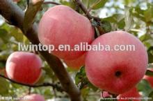 2014  best   price   fuji   apple ,red  fuji   apple 
