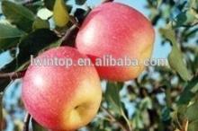 Fresh red delicious fruit  huaniu   apple   #80--#175 