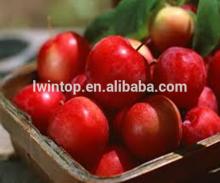 2014 new crop fresh red fuji  apple s  usa /yantai  apple 
