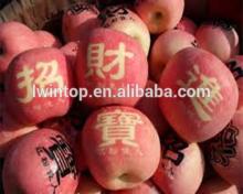 Huaniu Apple apple plantation