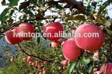 Hot sale Golden delicious  apples / juicy  sweet yellow apple in 2014
