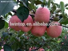 Fresh delicious red apple hot sale in China,kashmir apple