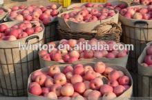 Red apple/ Price for fresh apple/Cheap apple fruit