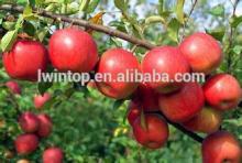 Huaniu sweet apple /cheap apple / red apple fruit
