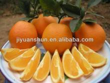 Fresh Navel orange