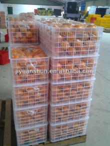 Hot Sell Navel Orange