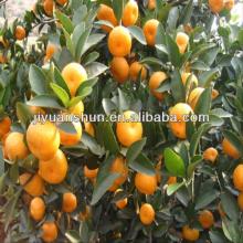 fresh orange  citrus   fruit 