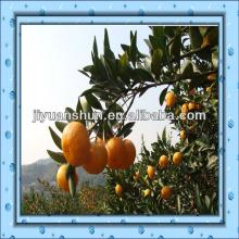 Nanfeng baby mandarin