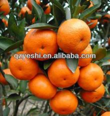 fresh mandarin orange