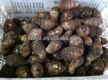 Fresh,dried taro