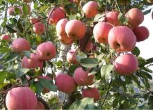 Fresh Red FuJi Apple