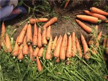 new crop fresh carrot supplier hot sale to kuwait