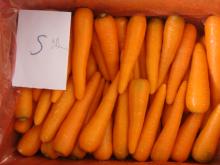 2014 s new season carrot fresh carrot supplier china fresh carrot export to kuwait
