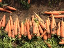 new crop fresh carrot supplier yellow fresh carrot for sale to kuwait