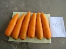 pingdu fresh carrot fresh carrot supplier fresh yellow carrot for  dubai  market